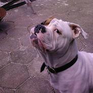 Olde english bulldogge ozzy