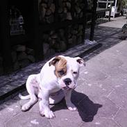 Olde english bulldogge ozzy