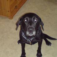 Labrador retriever Mollie *R.I.P* 27-12-2007