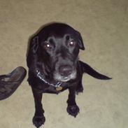 Labrador retriever Mollie *R.I.P* 27-12-2007