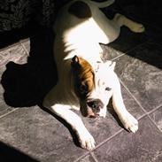 Olde english bulldogge ozzy