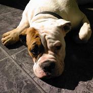 Olde english bulldogge ozzy