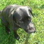 Labrador retriever Mollie *R.I.P* 27-12-2007