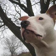 Amerikansk staffordshire terrier Artemis