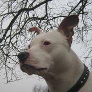 Amerikansk staffordshire terrier Artemis