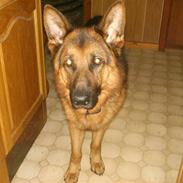 Schæferhund lillebo champ  R.I.P