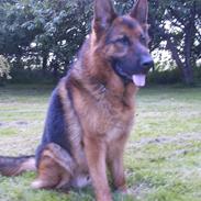 Schæferhund lillebo champ  R.I.P