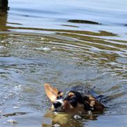 Welsh corgi cardigan vistruphus abigail