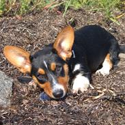 Welsh corgi cardigan vistruphus abigail