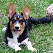 Welsh corgi cardigan vistruphus abigail