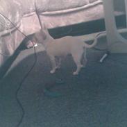 Chihuahua Amy*Savner dig*