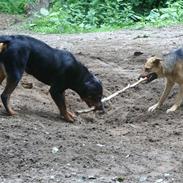 Rottweiler Laica *EFTERLYST*