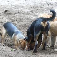 Rottweiler Laica *EFTERLYST*