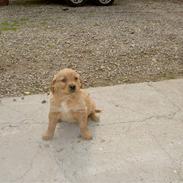 Golden retriever Lucky