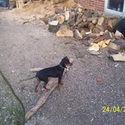 Prazsky krysarik shadow