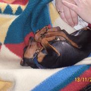 Prazsky krysarik shadow