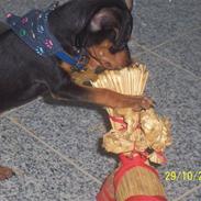 Prazsky krysarik shadow