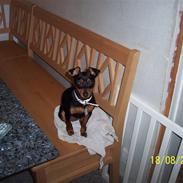 Prazsky krysarik shadow