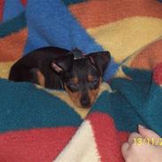 Prazsky krysarik shadow