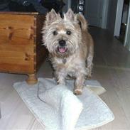 Cairn terrier Luigi