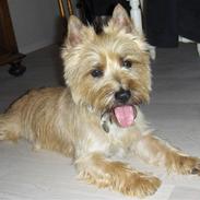 Cairn terrier Luigi