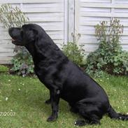 Labrador retriever Bruce af Faxingegaard