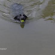 Labrador retriever Bruce af Faxingegaard