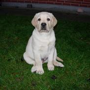 Labrador retriever Posters Sparkling Ozzy