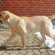 Labrador retriever Posters Sparkling Ozzy