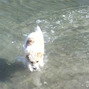 Parson russell terrier Koko