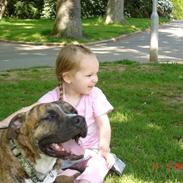 Amerikansk staffordshire terrier Coco R.I.P savner dig