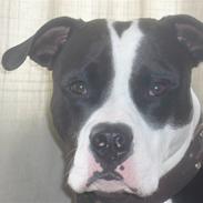 Amerikansk staffordshire terrier Rico