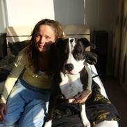 Amerikansk staffordshire terrier Rico