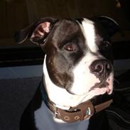 Amerikansk staffordshire terrier Rico