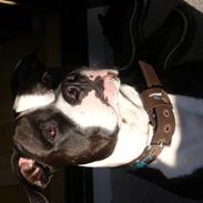 Amerikansk staffordshire terrier Rico