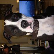 Amerikansk staffordshire terrier Rico