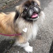 Pekingeser Sille