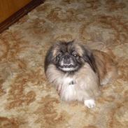 Pekingeser Sille