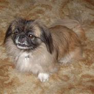 Pekingeser Sille