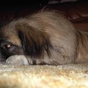 Pekingeser Sille