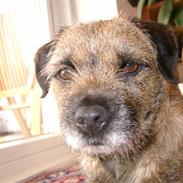 Border terrier Lutra's Dream Skipper