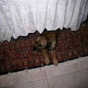 Border terrier Lutra's Dream Skipper
