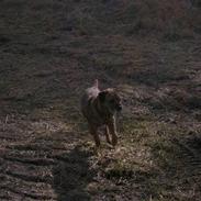 Border terrier Lutra's Dream Skipper