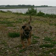 Border terrier Lutra's Dream Skipper