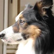 Border collie Darwin