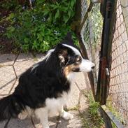 Border collie Darwin