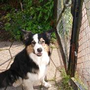Border collie Darwin
