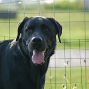 Labrador retriever Cato