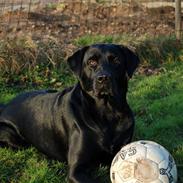 Labrador retriever Cato