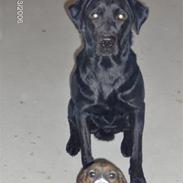 Labrador retriever Cato